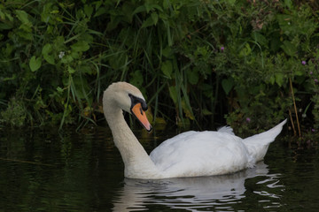 Mute Swan