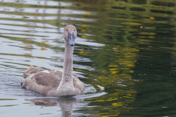 Mute Swan