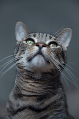 Portrait of a cat looking up - 284762505