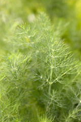 Vertical closeup of the foliage of leaf fennel (Foeniculum vulgare), a perennial herb, with copy space