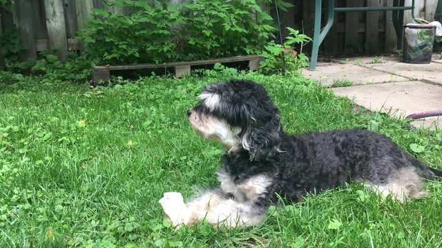 Watchful Schnoodle in the backyard