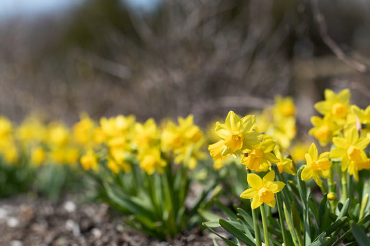 Horizontal image of a mass of 'Tete-a-Tete' daffodils (Narcissus) in flower in a garden setting, with copy space