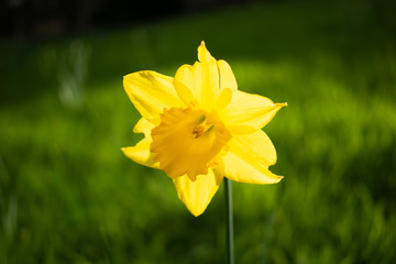 yellow daffodil in the garden