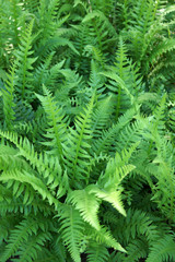 Fototapeta na wymiar Vertical image of a dense patch of bristle fern, also known as tassel fern (Polystichum polyphlebarum)