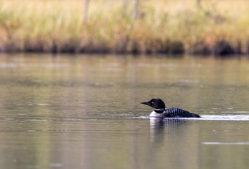 common loon or great northern diver in Canadian Mizzy Lake