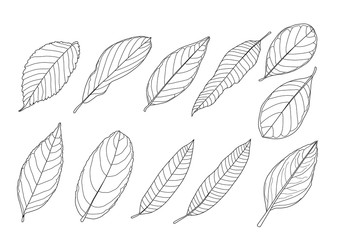 Leaves line single leaf and leaf pattern black Bring to color decorate on white background illustration vector