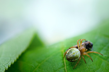 macro photo of a small spider who eats his prey