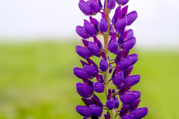 macro photo of one lupine flower on a blurred background