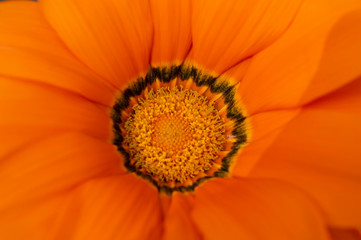 Flor, naranja, belleza, gerbera, polen, petalo, 