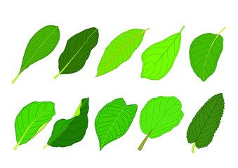Fototapeta na wymiar Green Leaves fresh abstract isolated on white background illustration vector