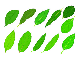 Green Leaves fresh abstract isolated on white background illustration vector