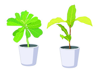 Green leaves trees in pots fresh on white background illustration vector