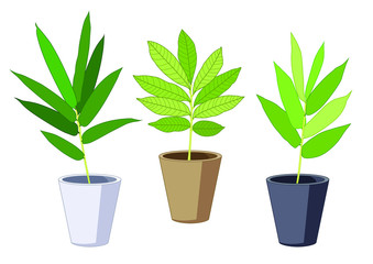 Green leaves trees in pots fresh on white background illustration vector