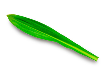 Obraz na płótnie Canvas Long leaf isolated on white background