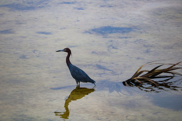 low tide feeding, but where are the fish