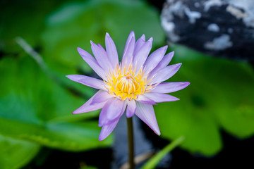 a purple lotus in the pond