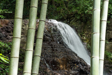 竹林の間から望む藤本滝