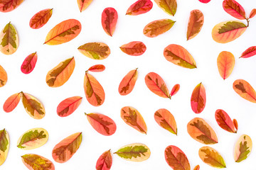 seamless pattern with red leaf