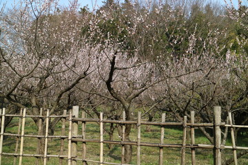 梅園を囲む竹垣