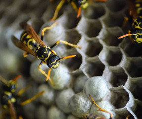 Wasp nest with wasps sitting on it.
