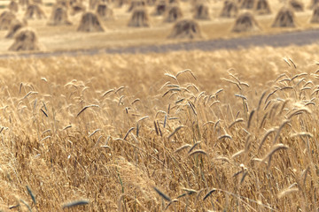 Sheafs of wheat on the background of the large field of ripe wheat