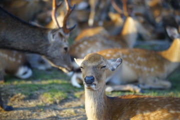 奈良の鹿さん　Nara deer in Nara Park