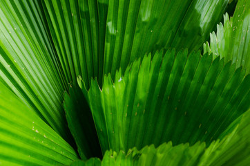 close-up striped green palm leaves abstract tropical background.