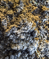 The soil and snow. Frozen ground. Background of the soil and snow