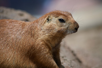 Cute marmot looking around in nature