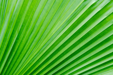 close-up striped green palm leaves abstract tropical background.