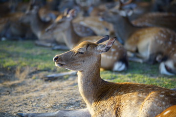 奈良の鹿さん　Nara deer in Nara Park
