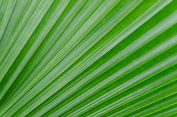 close-up striped green palm leaves abstract tropical background.