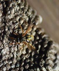 Reversed hornet's nest.