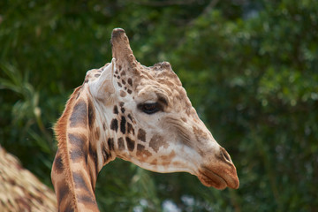 beautiful giraffe in nature