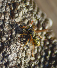 Wasp nest with wasps sitting on it. Wasps polist. The nest of a family of wasps which is taken a close-up