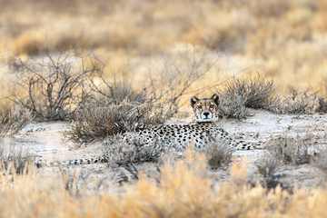 Female cheetah resting flat in the grass of the Kgalagadi during the morning after a hunt, looking straight at the camera. Acinonyx jubatus,