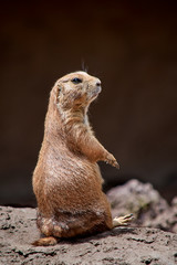 Cute marmot looking around in nature