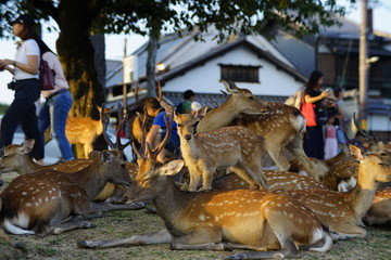 奈良の鹿さん　Nara deer in Nara Park