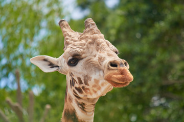 beautiful giraffe in nature