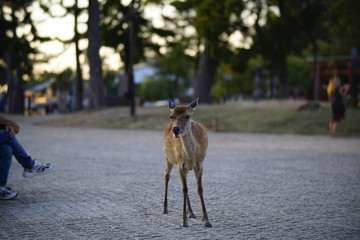 奈良の鹿さん　Nara deer in Nara Park