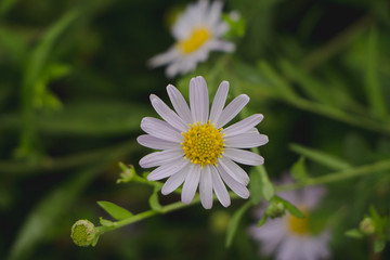 Obraz premium Close up of Indian aster flower. dark tone.