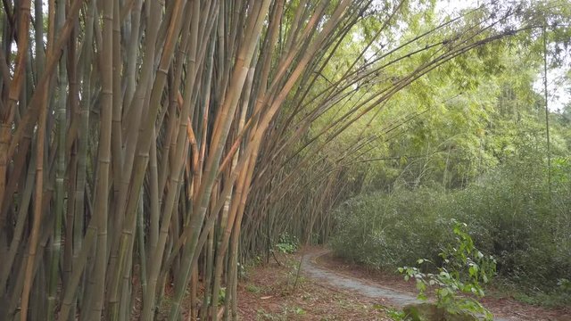 A beautiful grove of bamboo provides serenity in the midst of a large Chinese city.