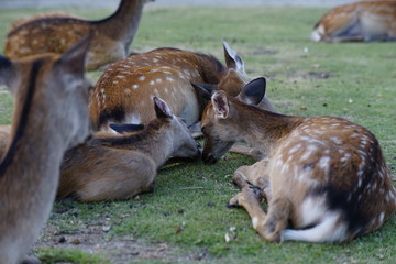 奈良の鹿さん　Nara deer in Nara Park