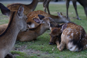 奈良の鹿さん　Nara deer in Nara Park