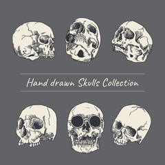 Vector hand drawn skull