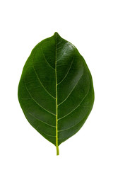 Obraz premium Nature green leaf isolate on white background