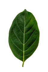 Fototapeta premium Nature green leaf isolate on white background