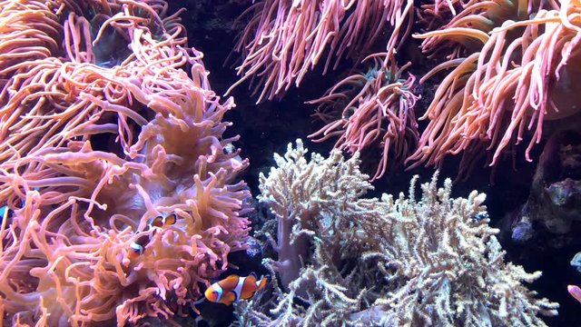 Many clownfish, or anemone fish swimming around anemone in a coral reef. These fish have a special layer of mucus that keeps the anemones from stinging them. 