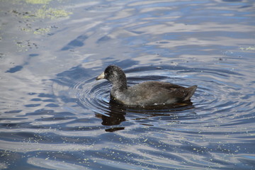 American Coot, Ukrainian Cultural Heritage Village, Alberta