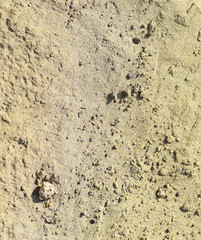 Background of building sand